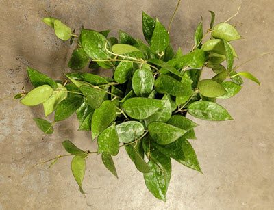 6" Hoya Black Margin